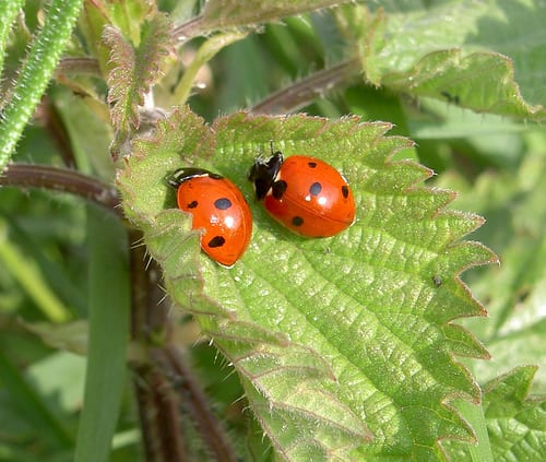 agricoltura biologica