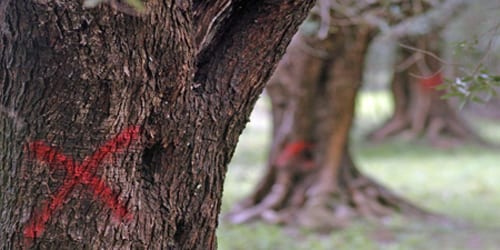 Una croce di colore rosso tracciata su alcuni ulivi infettati dalla 'Xylella fastidiosa', il batterio che sta decimando gli ulivi del Salento, Brindisi, 24 marzo 2015. ANSA/ MAX FRIGIONE