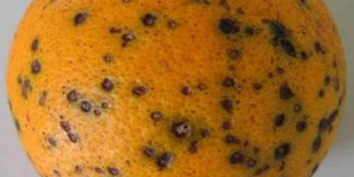 arancia-Black-spot