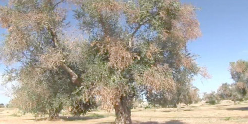 Xylella-fastidiosa-olivo