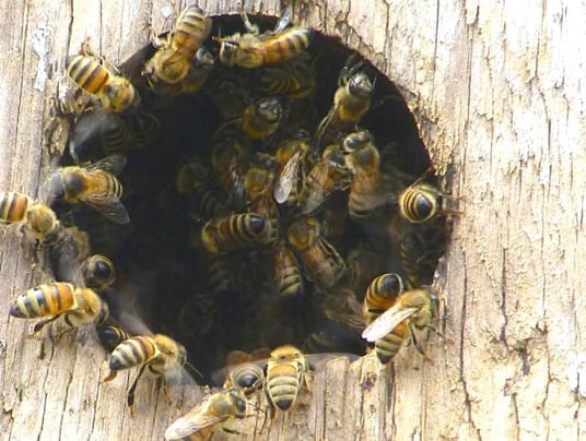 api selvatiche