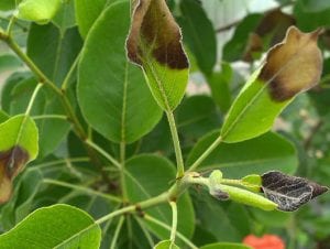 agrofarmaci biologici