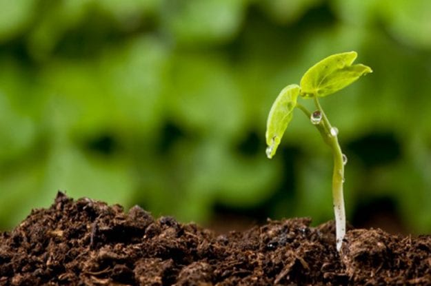Produzione biologica: arriva il sì della commissione Agricoltura in Senato