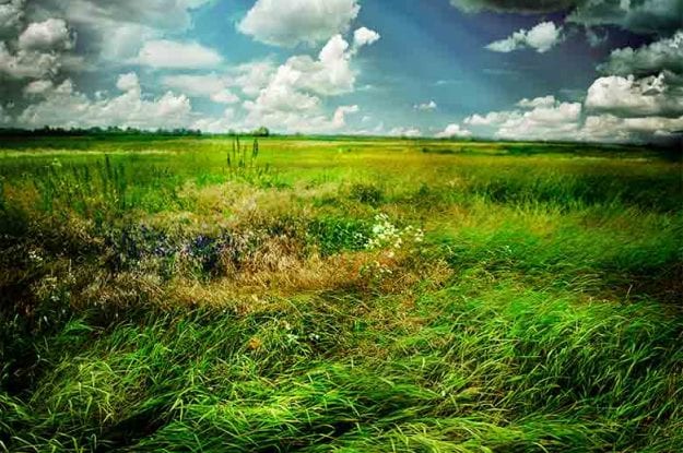 Il nuovo erbicida naturale: l’Università di Pisa ne sviluppa uno ricavato dalle ‘erbacce’