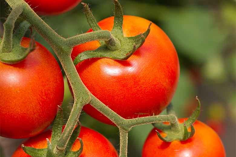 origine del pomodoro in etichetta