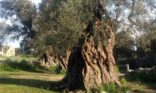 Bandi Psr Puglia: in arrivo due bandi da 42 milioni per il reimpianto degli ulivi