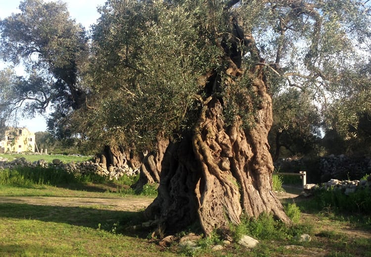 Bandi Psr Puglia: in arrivo due bandi da 42 milioni per il reimpianto degli ulivi