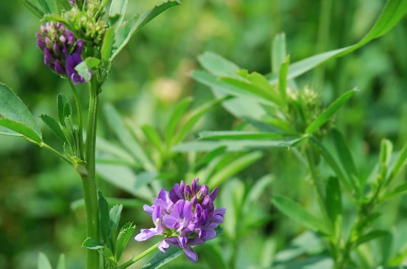 Erba medica bio più resistente ai parassiti: lo studio sul global warming