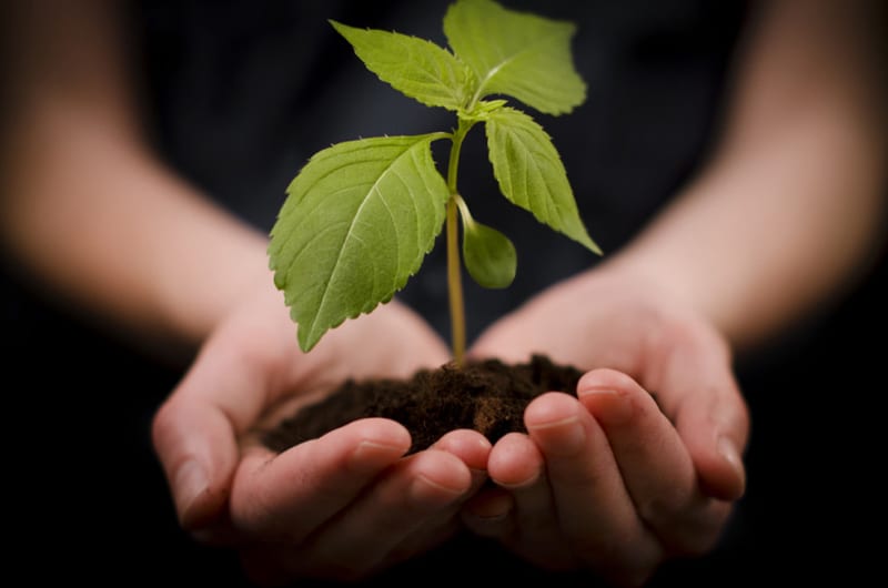 I benefici dell’agricoltura biologica sulla biodiversità