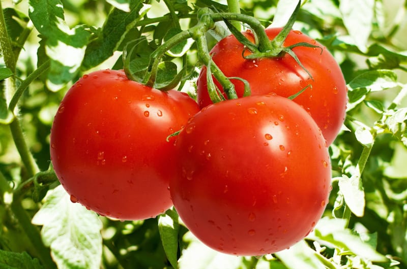 Filiera del pomodoro e tracciabilità: il Mipaaf convoca tavolo di confronto