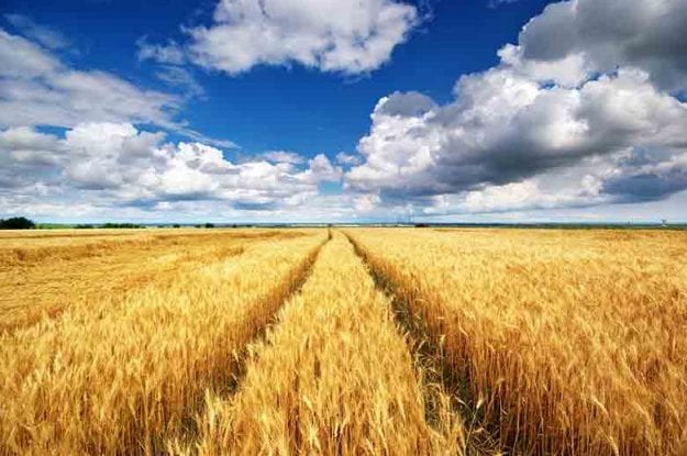 Etichetta della pasta: il Tar dice no ai pastai