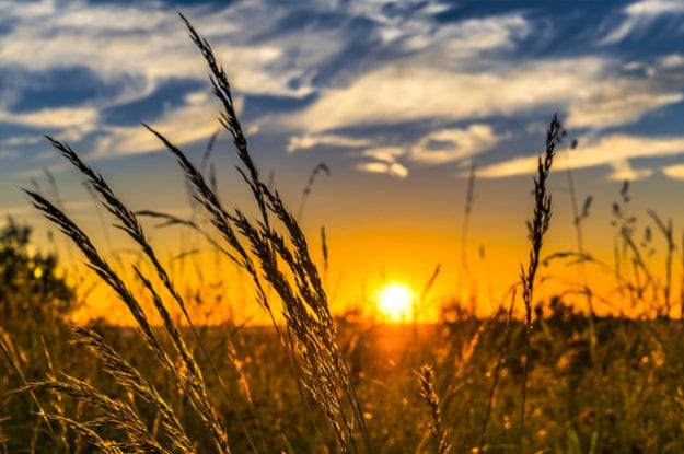 ﻿Crescita delle superfici coltivate a biologico