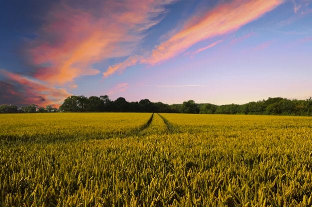 In Europa e Stati Uniti trend positivi dei prodotti bio fino al 2025