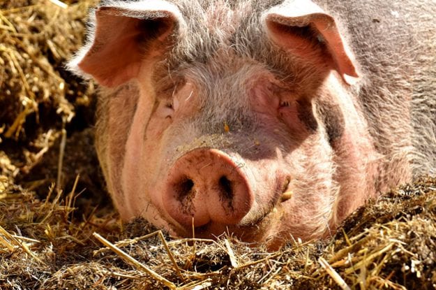 Lanciato nuovo progetto per gli allevamenti suini e di pollame  a favore dell’utilizzo di alimentazioni 100%  biologiche e regionali