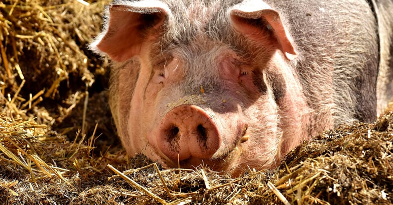 Lanciato nuovo progetto per gli allevamenti suini e di pollame  a favore dell’utilizzo di alimentazioni 100%  biologiche e regionali