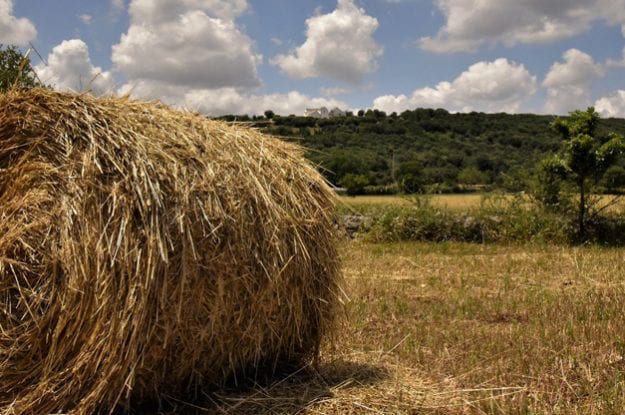 Programma di sviluppoo rurale Puglia 2014-2020