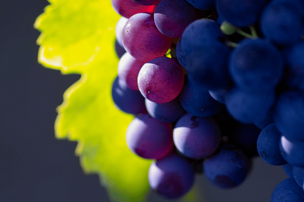 In Valpolicella 1350 firme contro i diserbanti chimici nei vigneti