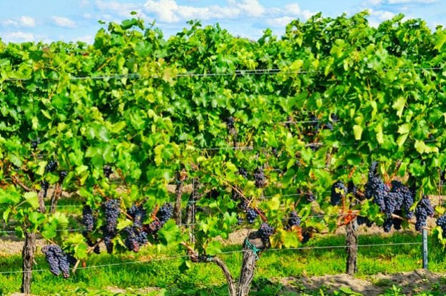 Per dare un futuro al brand, dobbiamo occuparci del terreno e dei vigneti adesso
