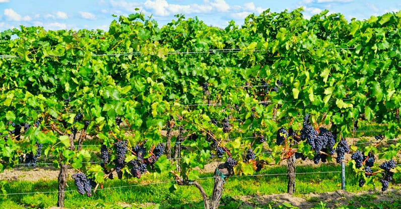 Per dare un futuro al brand, dobbiamo occuparci del terreno e dei vigneti adesso