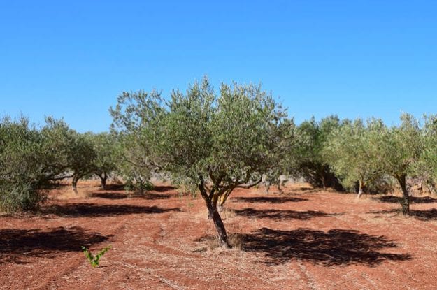In partenza i pagamenti Igea previsti nel mezzogiorno