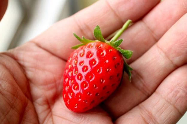 La Corte dei Conti europea passa al vaglio il sistema di controllo degli alimenti biologici