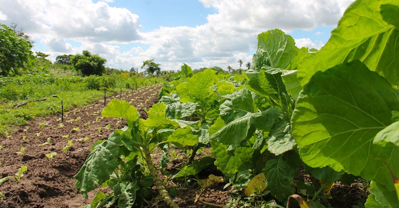 L’agricoltura biologica non è filosofia ma coscienza per questo mondo e alta competenza