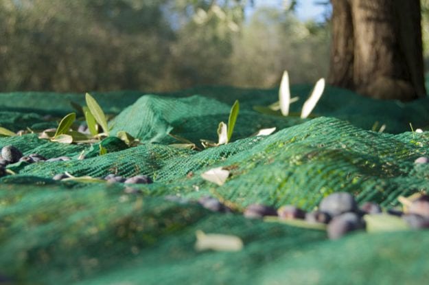 Antica Quercia Verde, azienda certificata da Suolo e Salute tra i miglioir marchio biologici dell’anno.