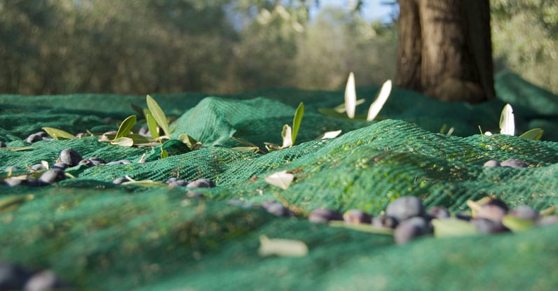 Antica Quercia Verde, azienda certificata da Suolo e Salute tra i miglioir marchio biologici dell’anno.