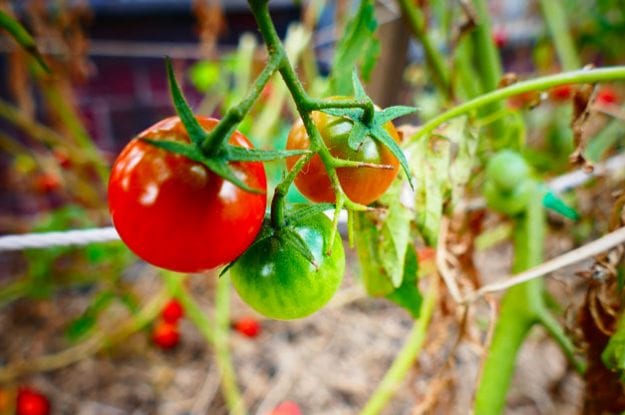 IFOAM EU E FIBL PRESENTANO IL LORO STUDIO: IMPATTI SOCIOECONOMICI DEGLI OGM SULL’AGRICOLTURA EUROPEA