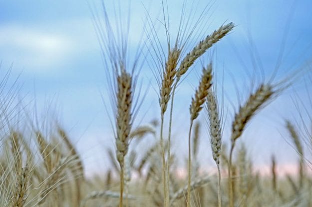 Il monopolio del grano Senatore Cappelli