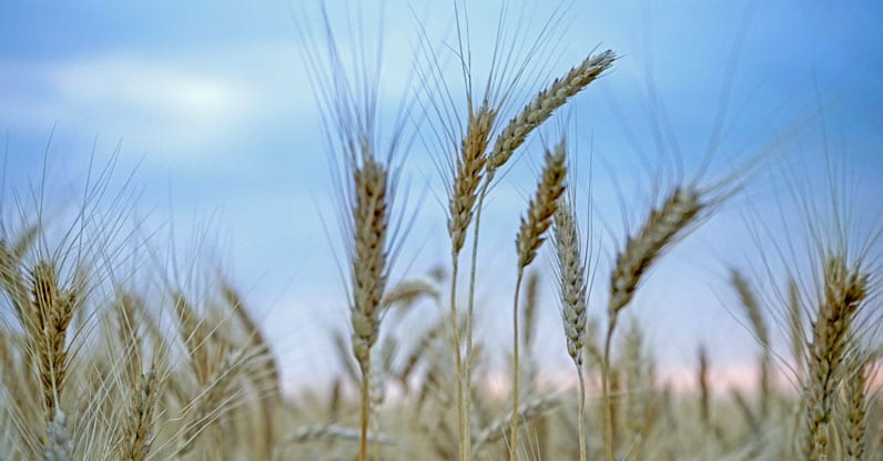 Il monopolio del grano Senatore Cappelli