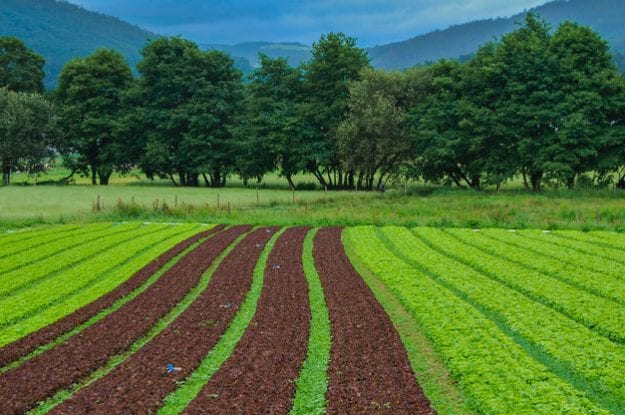 Finanziamenti per 1,1 miliardi di euro agli agricoltori francesi che vogliono passare al biologico