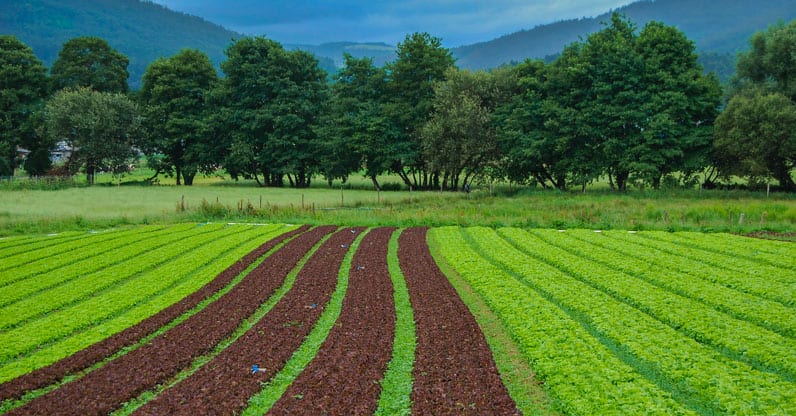 Finanziamenti per 1,1 miliardi di euro agli agricoltori francesi che vogliono passare al biologico