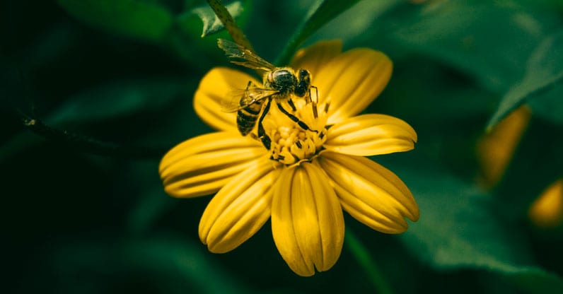 L’appello degli scienziati su api e pesticidi: riconsideriamo il modo di coltivare per salvare il pianeta