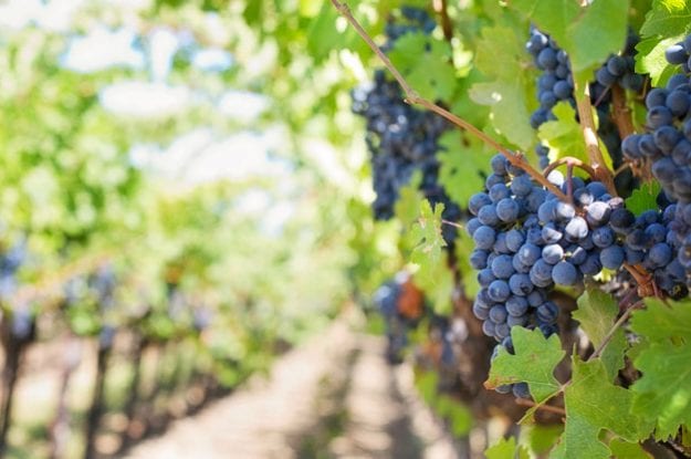 Crescita del 165% dei vigneti bio in Veneto