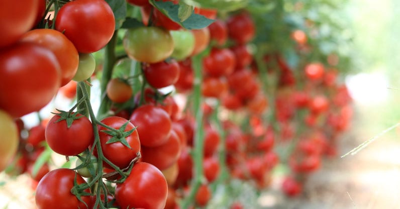 CIBUS 2018: pomodoro da industria bio e i plus della filiera produttiva