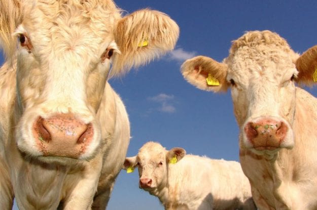 Gli antibiotici nella carne potrebbero danneggiare il nostro equilibrio intestinale