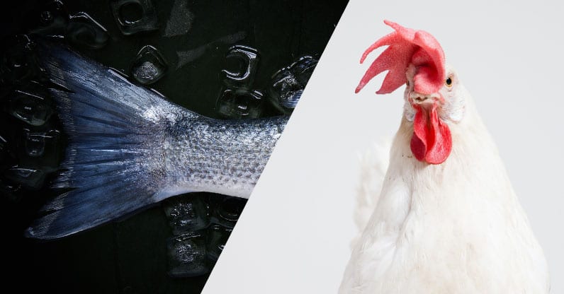 Parte la campagna informativa del CREA: “Fish&Chicken” biologico