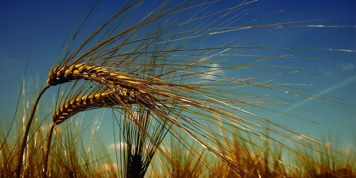 Grano biologico in continua crescita ma bisogna organizzarsi