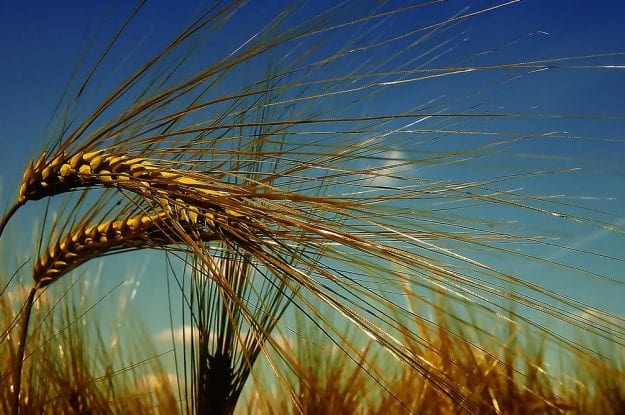 Grano biologico in continua crescita ma bisogna organizzarsi