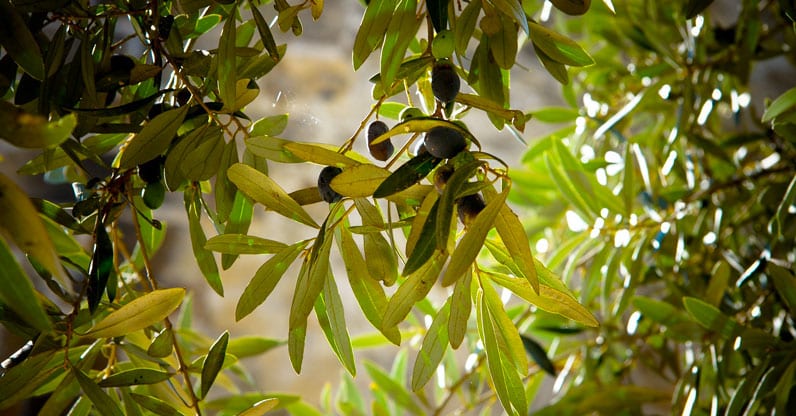 Per la Xilella costretti ad utilizzare pesticidi vietati in agricoltura biologica. Api a rischio