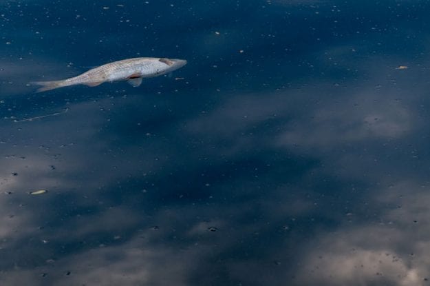 46° Giornata Mondiale dell’Ambiente: biologico come risposta all’inquinamento di mari e oceani