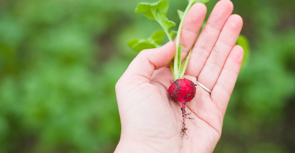 L’agro-ecologia come risposta al problema della produzione alimentare mondiale