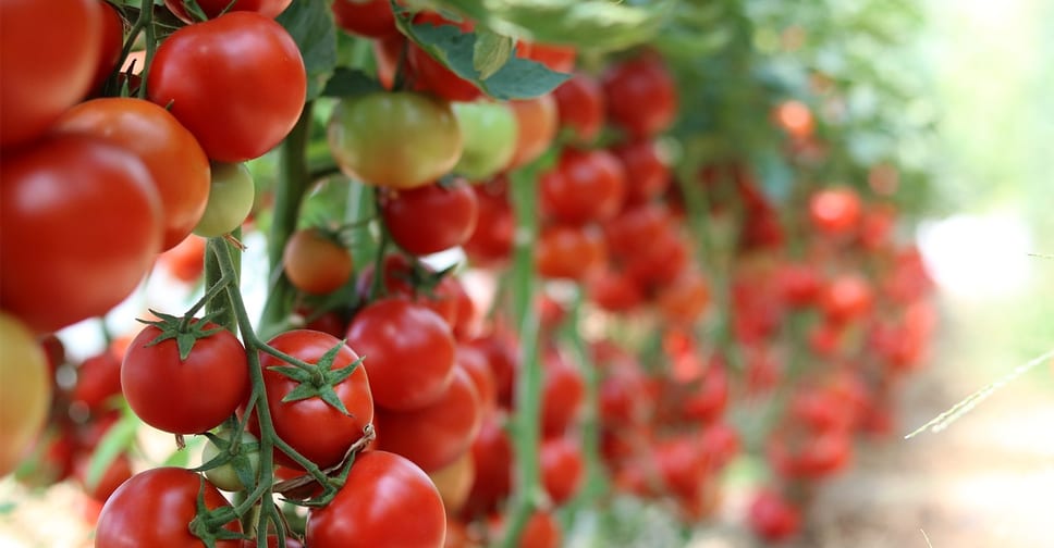 Biofertilizzanti, resa e qualità anche sui pomodori da industria biologica