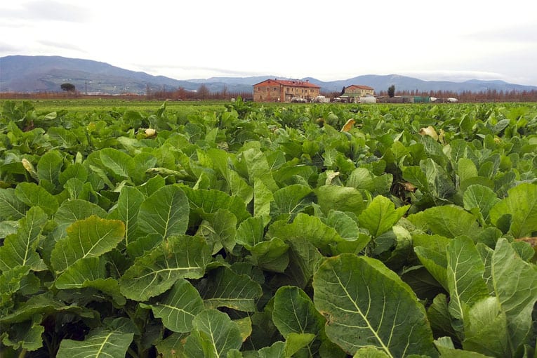 Rapporto Ismea: Primato storico per l’esportazioni agroalimentari italiane