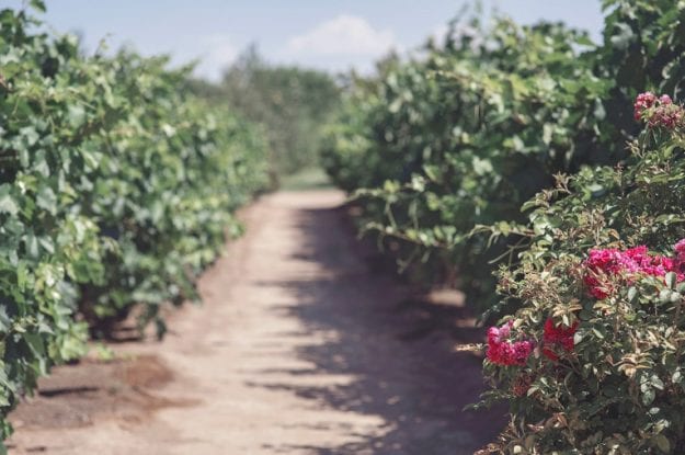 #CambiamoAgricoltura organizza un incontro per analizzare la nuova PAC