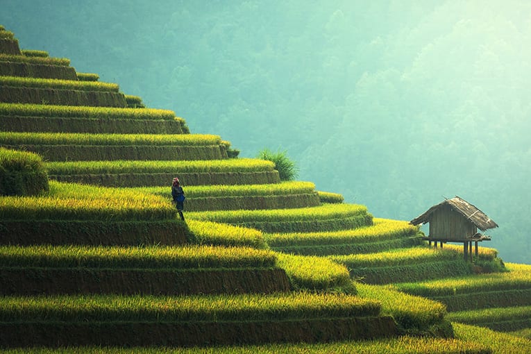 Sikkim: il punto di partenza per raggiungere un’agricoltura interamente biologica