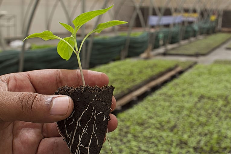 Rapporto GreenItaly: L’Italia al primo posto con più aziende agricole gestite dai giovani