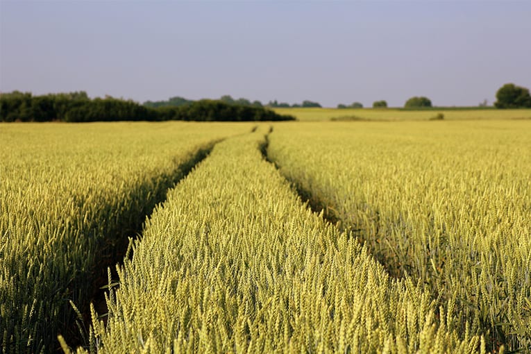 A rischio la produzione di frumento biologico