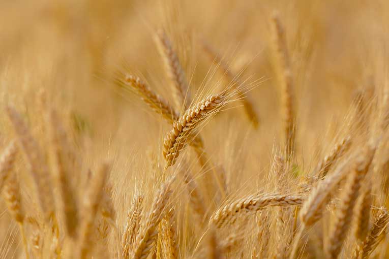 Il Grano duro “Bio” siciliano torna alla semina biennale